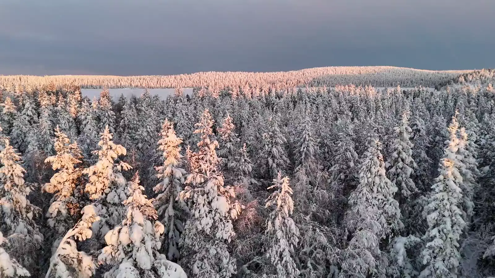Snow-covered Swedish forest in morning light